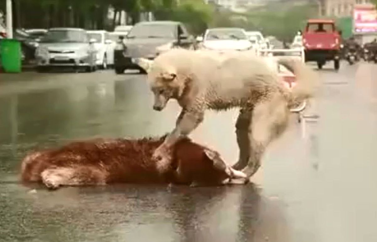 Araba Çarpan Arkadaşını Yol Ortasından Kaldırmaya Çalışan Köpek