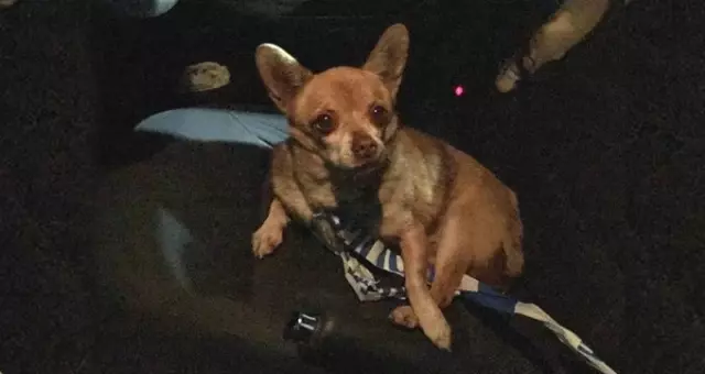 Kuzey İrlanda'da Polislere Saldıran Köpek Gözaltına Alındı