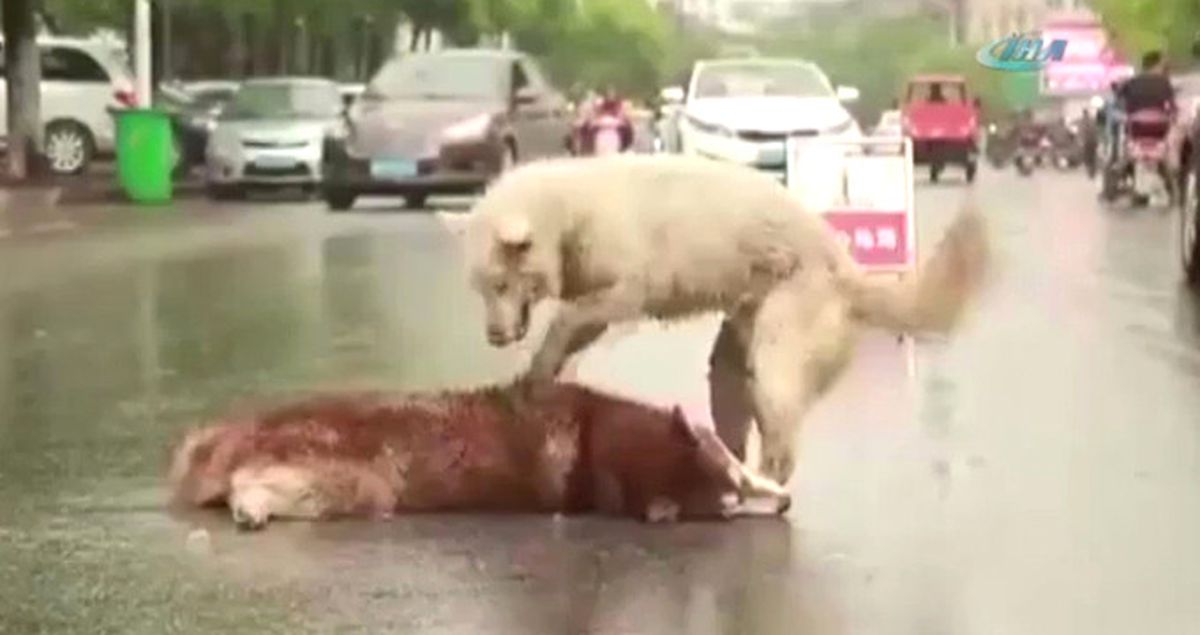 Köpeğin Ölen Arkadaşını Uyandırmaya Çalışması Görenleri Duygulandırdı