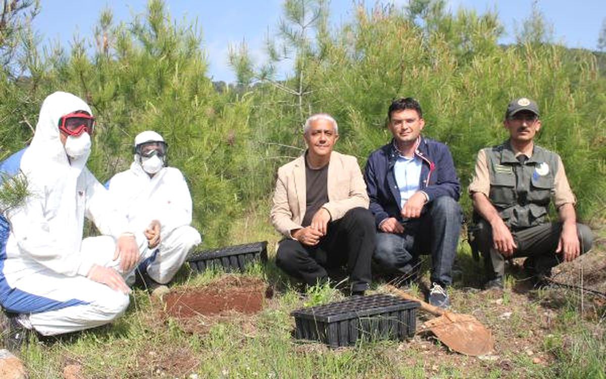 Terminatör Böcekler, Biyolojik Mücadele İçin Ormana Bırakıldı