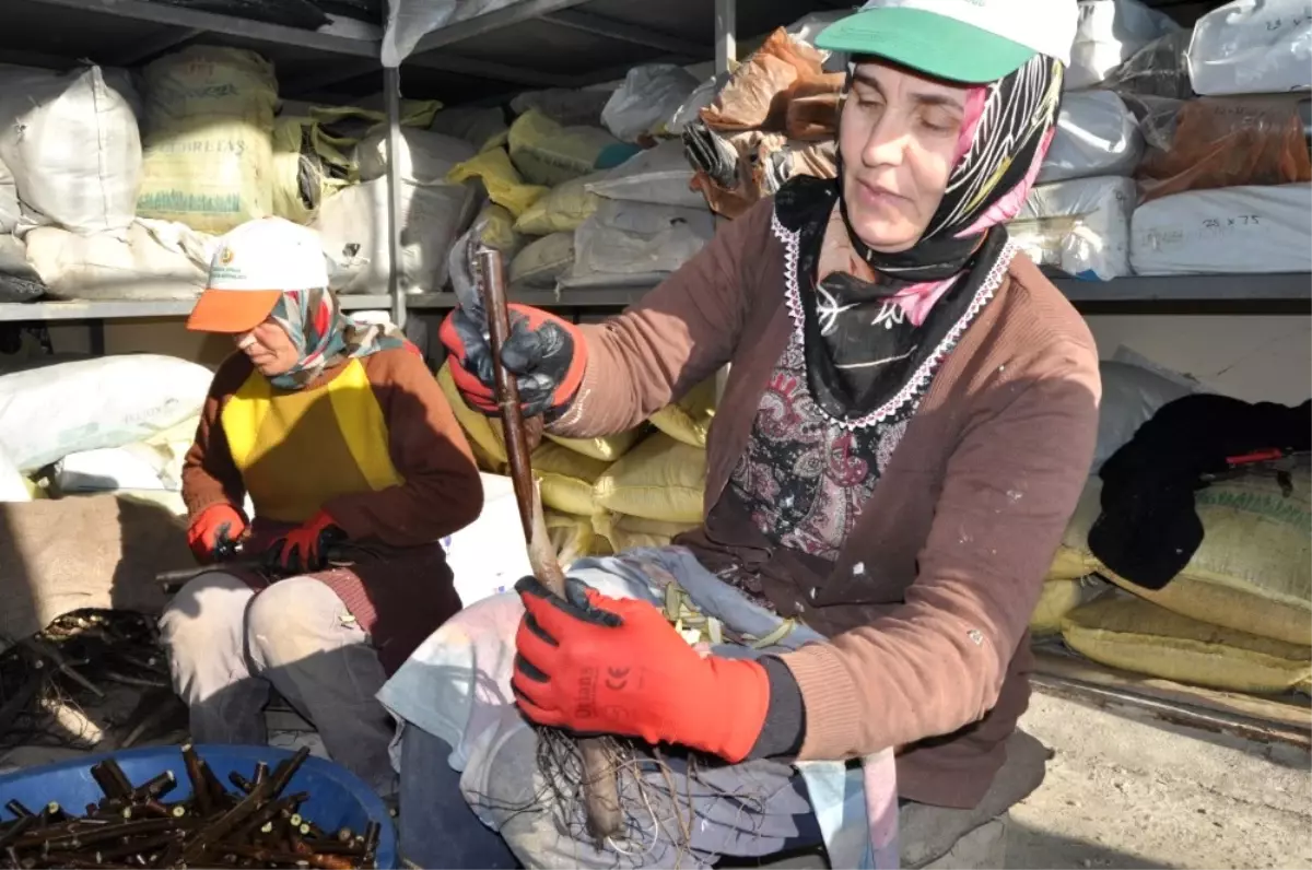 Bafra'da Aşılı Ceviz Üretim Hedefi Aşıldı