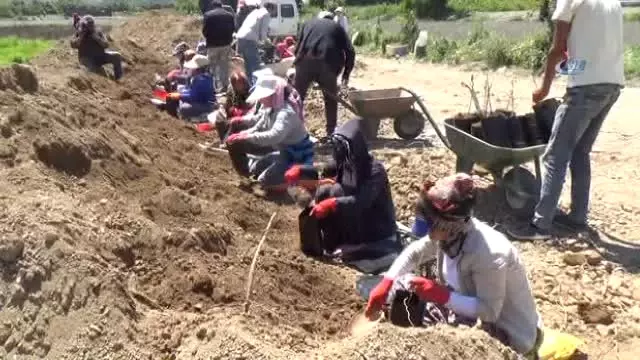 Türkiye'nin Fidan İhtiyacı Fidanlı'dan Karşılanıyor