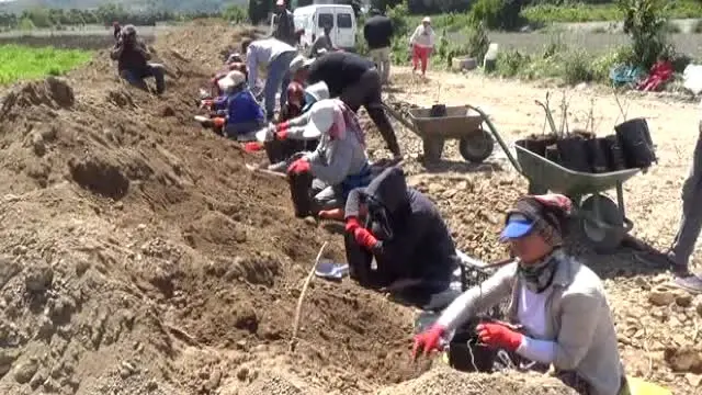Türkiye'nin Fidan İhtiyacı Fidanlı'dan Karşılanıyor