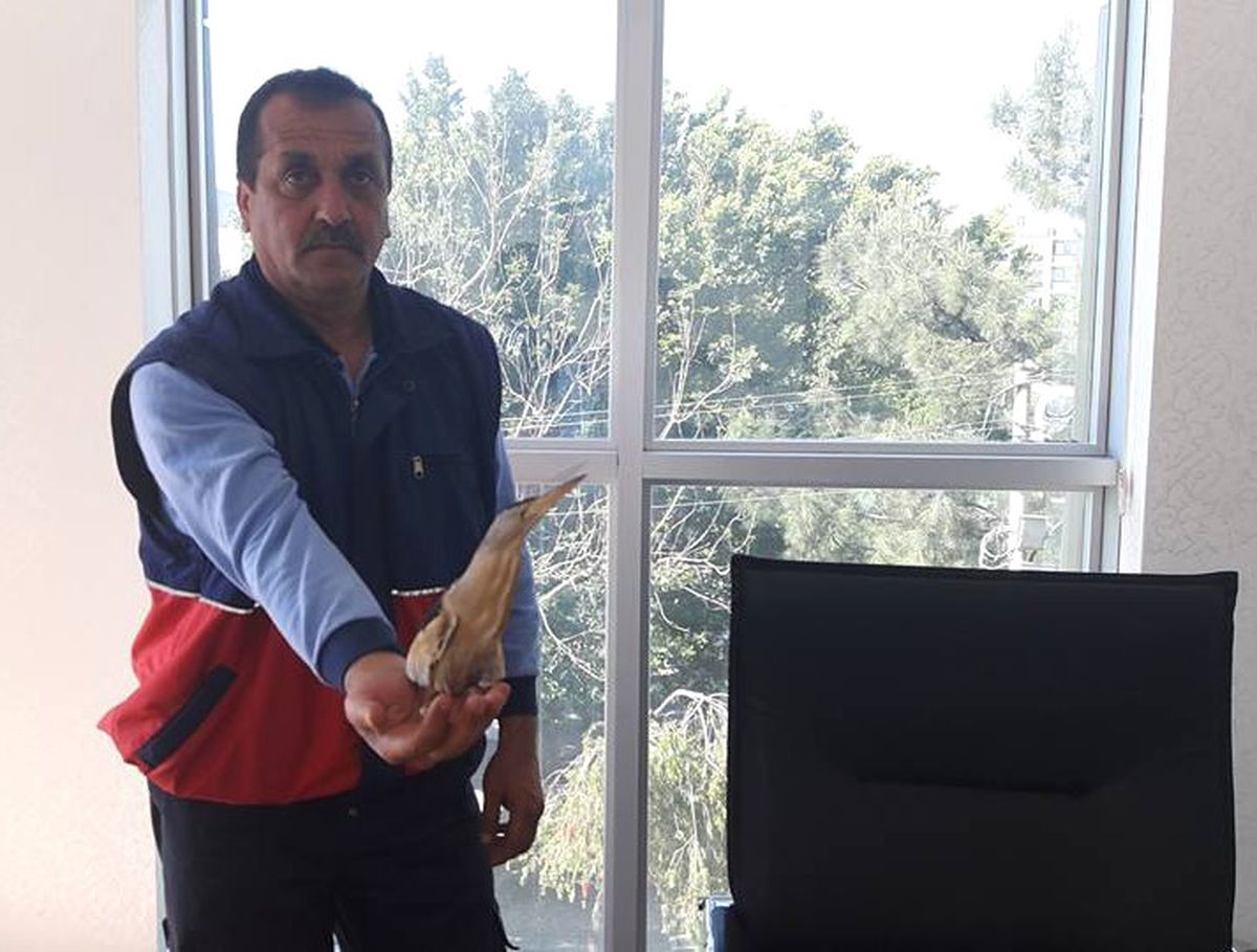 Kapısının Önünde Yaralı Balaban Kuşu Buldu