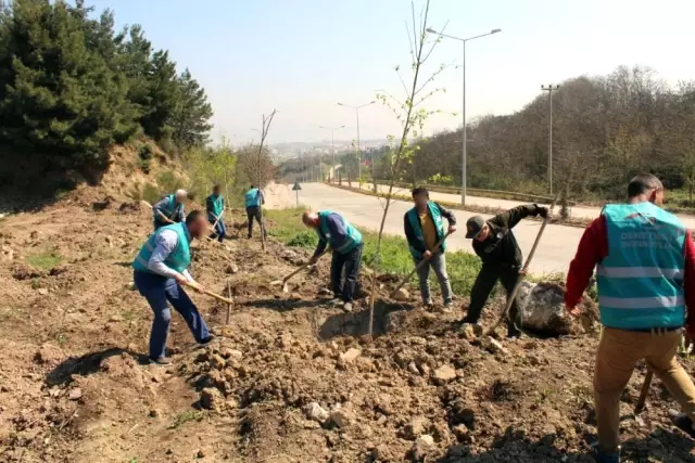 Yalova'da Hükümlüler Bin 260 Fidan Dikti Yalova'da Hükümlüler Bin 260 Fidan Dikti