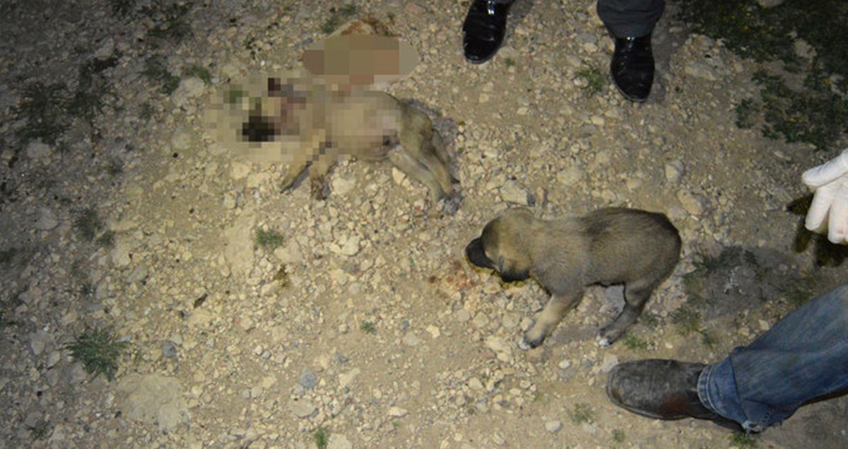 Adıyaman'da Vahşet! 8 Yavru Köpeğin Kafasını Taşla Ezip, Bıçaklayarak Öldürdüler