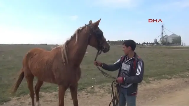 Edirne Attan Düşen Binici Ölümden Döndü