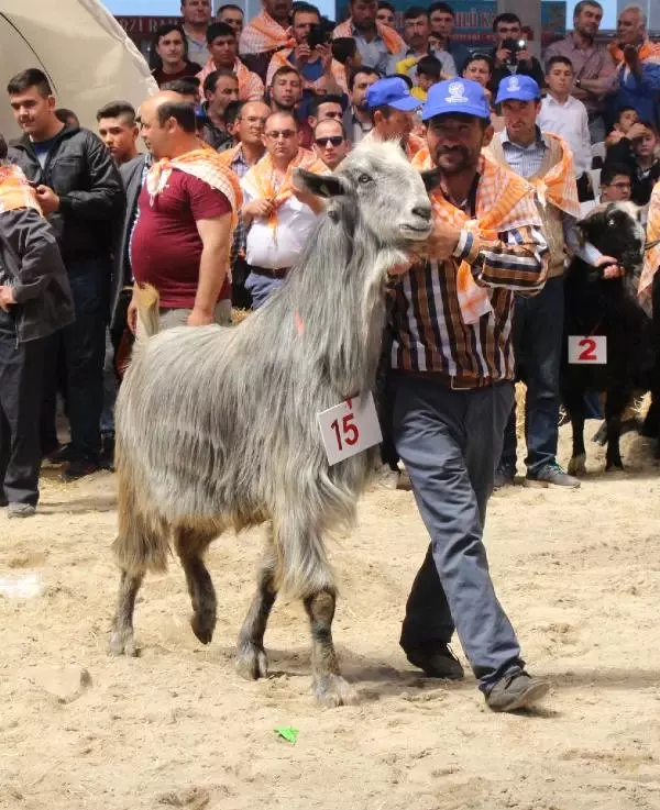 Burdur'da En Güzel Keçi ve Koç Yarışması Yapıldı