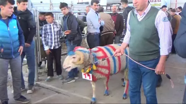 İnatçı Oğlaklar Güzellik Yarışması İçin Podyuma Çıktı
