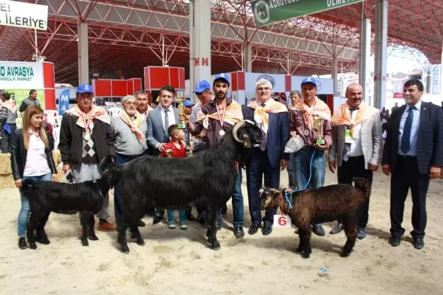 İnatçı Oğlaklar Güzellik Yarışması İçin Podyuma Çıktı