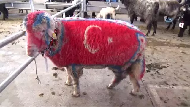 İnatçı Oğlaklar Güzellik Yarışması İçin Podyuma Çıktı