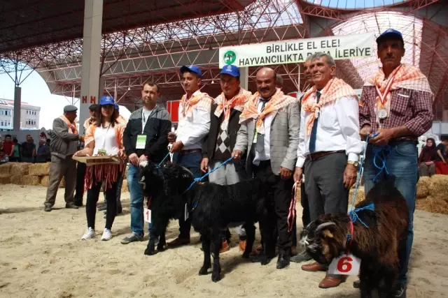 İnatçı Oğlaklar Güzellik Yarışması İçin Podyuma Çıktı