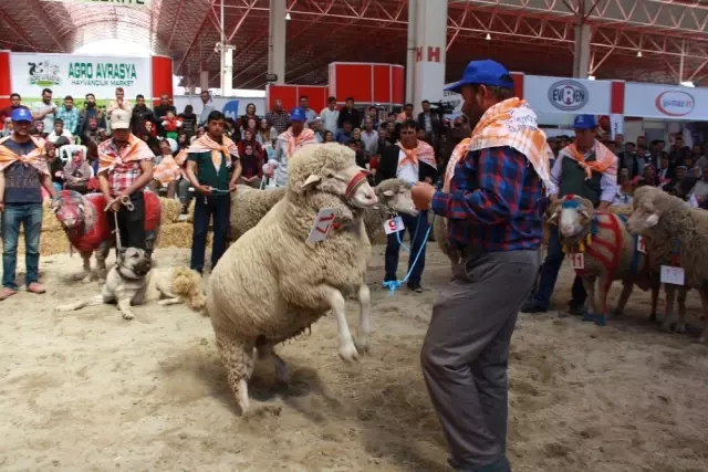 İnatçı Oğlaklar Güzellik Yarışması İçin Podyuma Çıktı