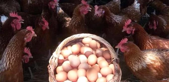 Niğde Yumurta Tavukçuluğunda da İddialı