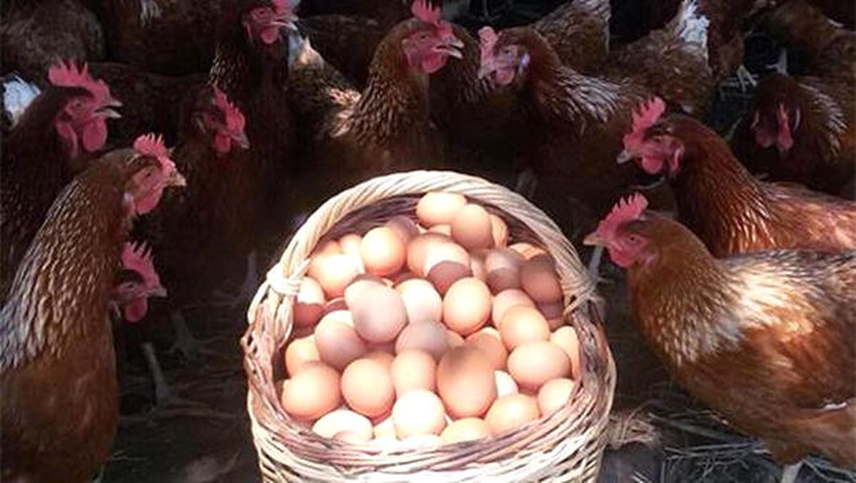 Niğde Yumurta Tavukçuluğunda da İddialı