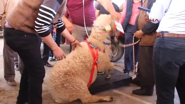 Burdur'da En Güzel Keçi ve Koç Yarışması Yapıldı