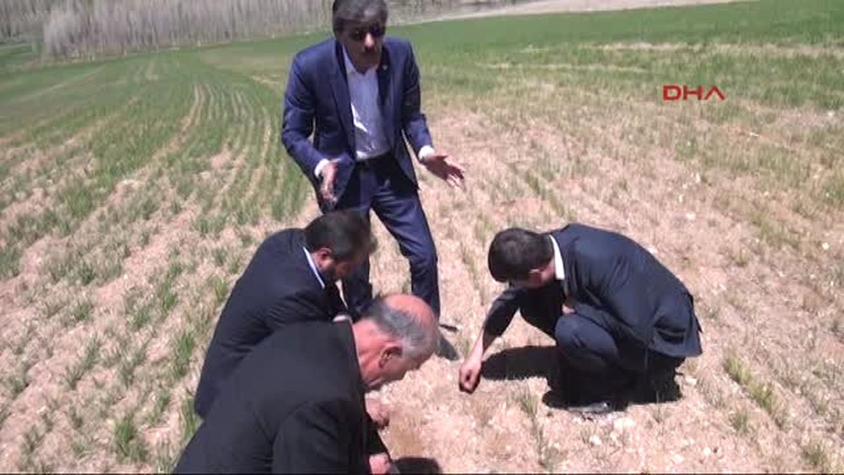 Sivas'ta Geçen Yılki Kuraklık, Buğdayı Olumsuz Etkiledi