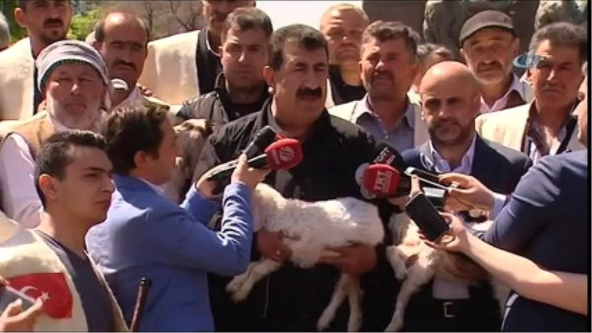 Sürüler Kızılay'a İndi