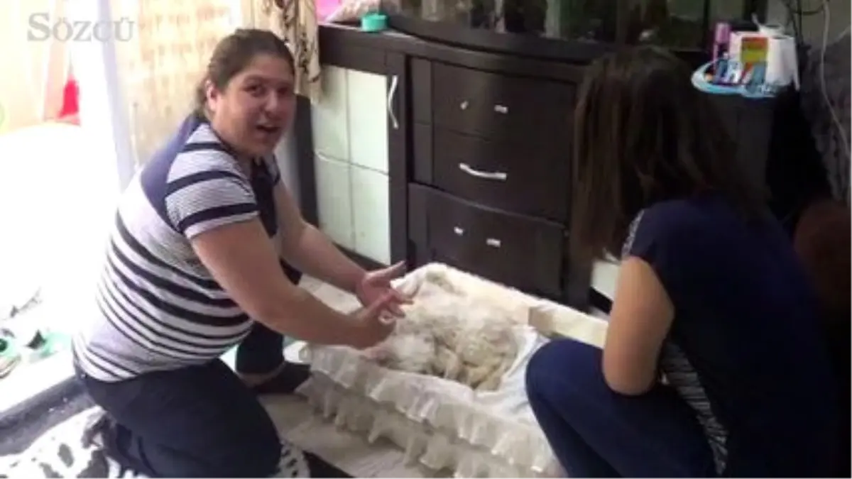 Anne' Diyen Köpek Şaşırttı