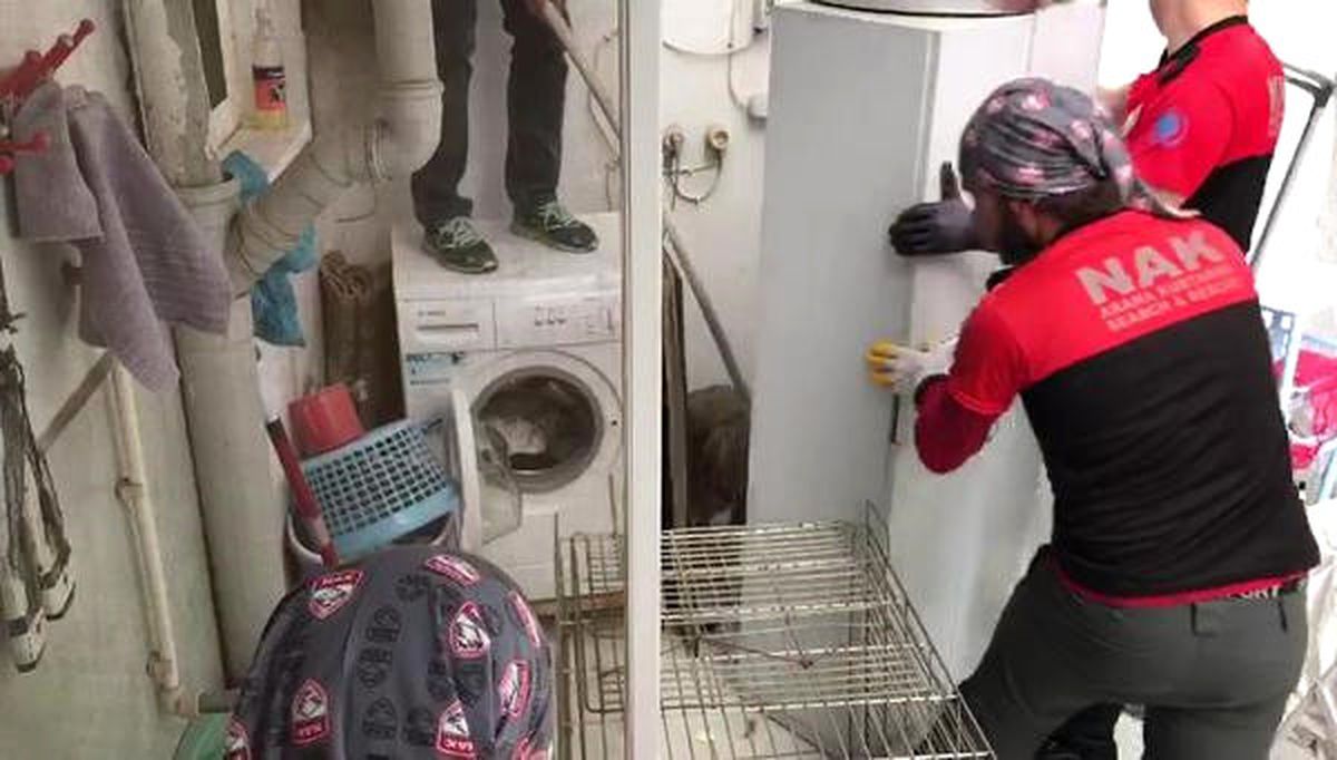 Evin Balkonunda Sıkışan Çakalı 4 Gün Boyunca Besledi