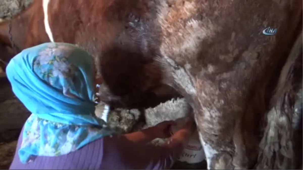 Köyünde İnek Sağıyor, Dükkanında Mantı Açıyor