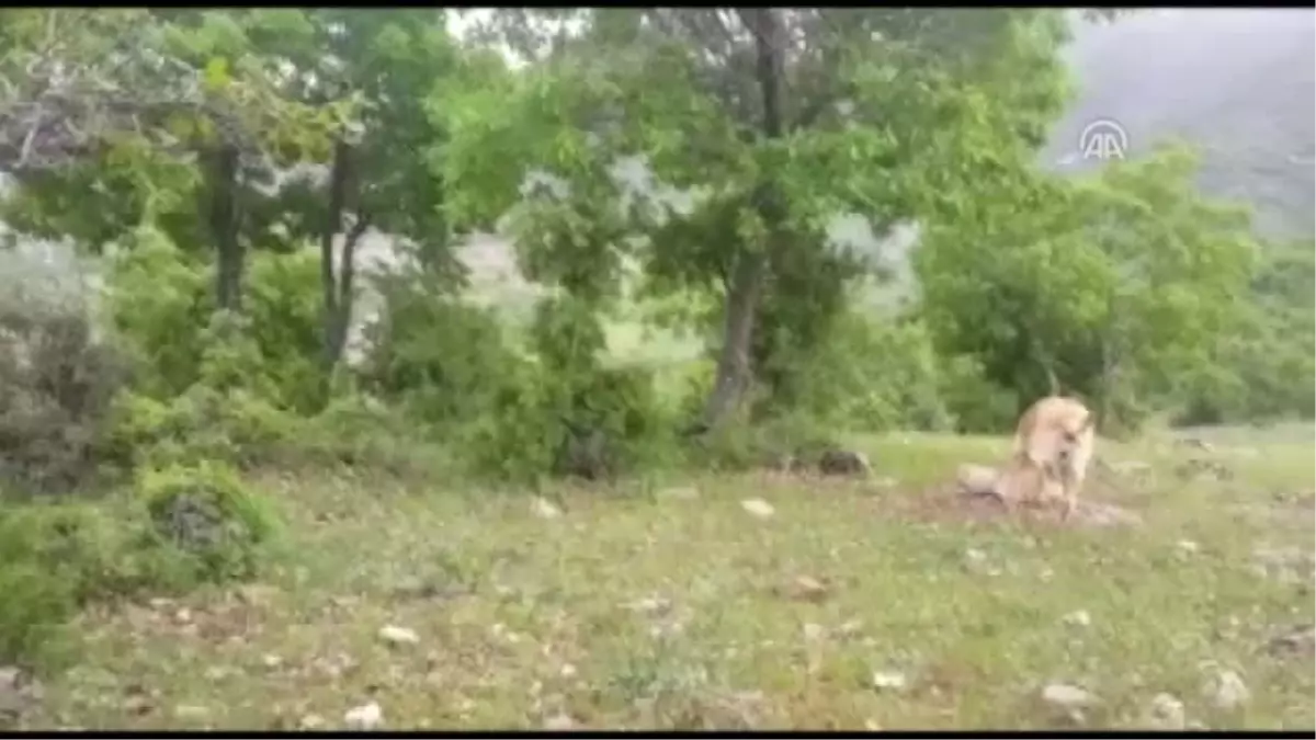 Teröristlerin Tuzakladığı 2 Patlayıcı Düzeneği Imha Edildi