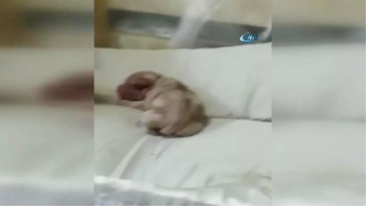 Yeni Doğan Köpek 'Anne' Diye Bağırdı