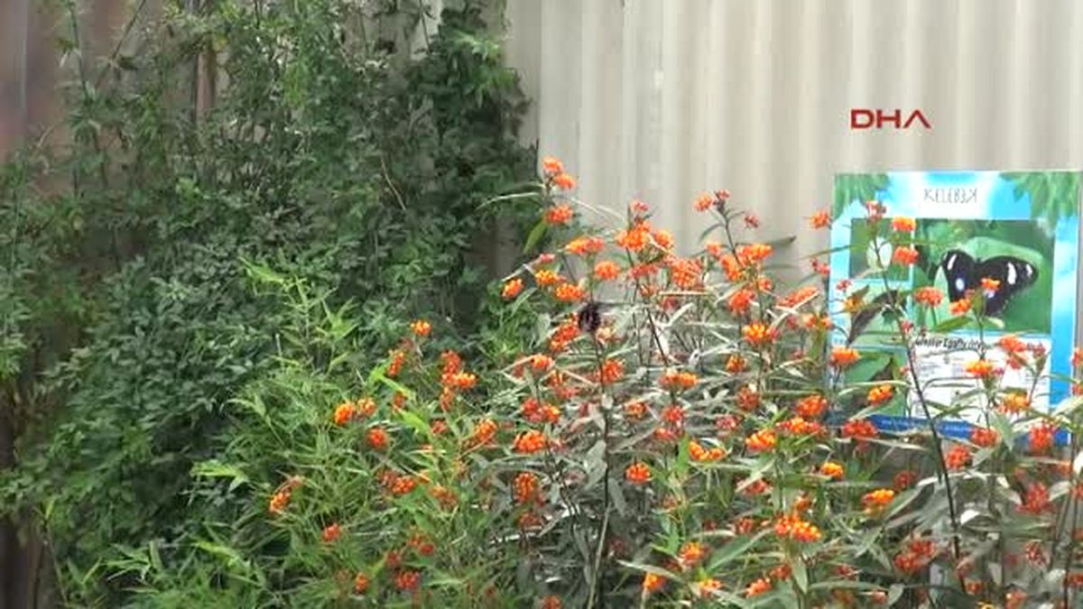 Antalya Kelebek Park'ta Bahar Canlılığı