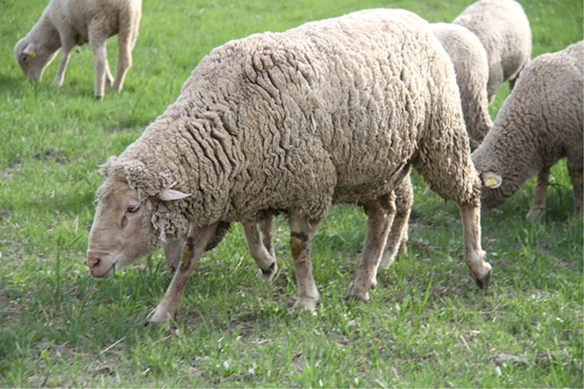 Kıvırcık Koyun Eti Markalaşma Yolunda