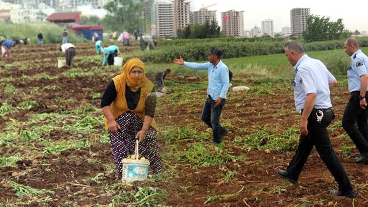 Patates Başakçıları Polisin Uyarılarına Rağmen Tarladan Çıkmadı
