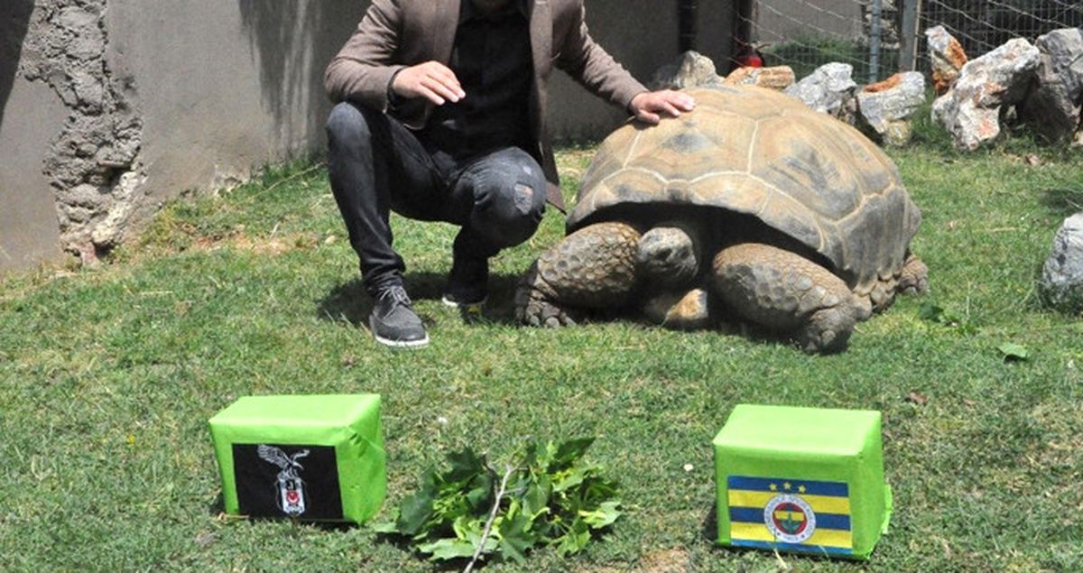 97 Yaşındaki Kaplumbağa Tuki, 'Derbiyi Fener Kazanır' Dedi