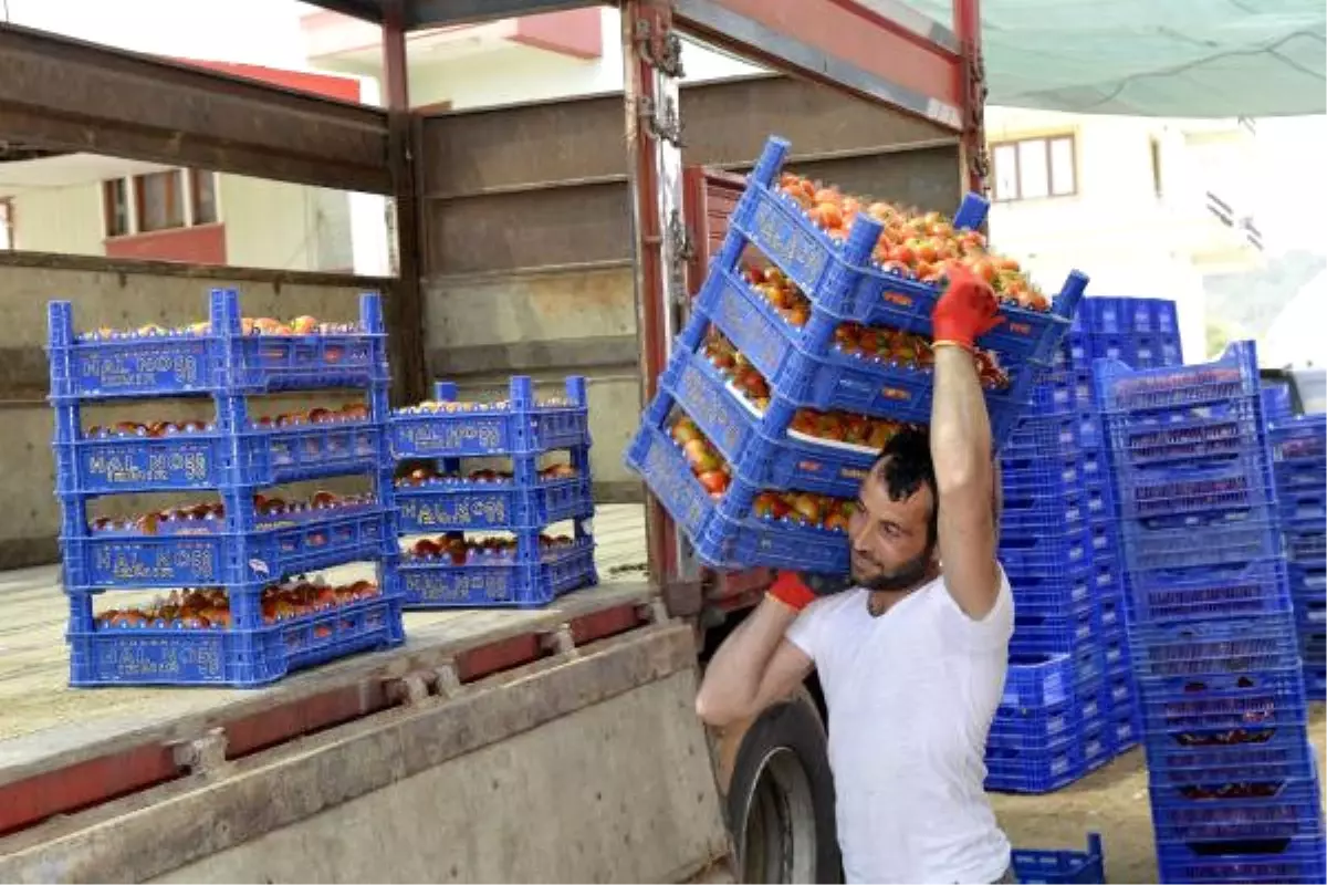 Domates Fiyatları Çiftçiyi Sevindirdi