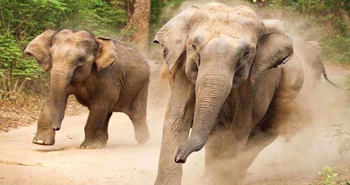 Kenya'da Milli Parktan Kaçan Filler 4 Köylüyü Öldürdü