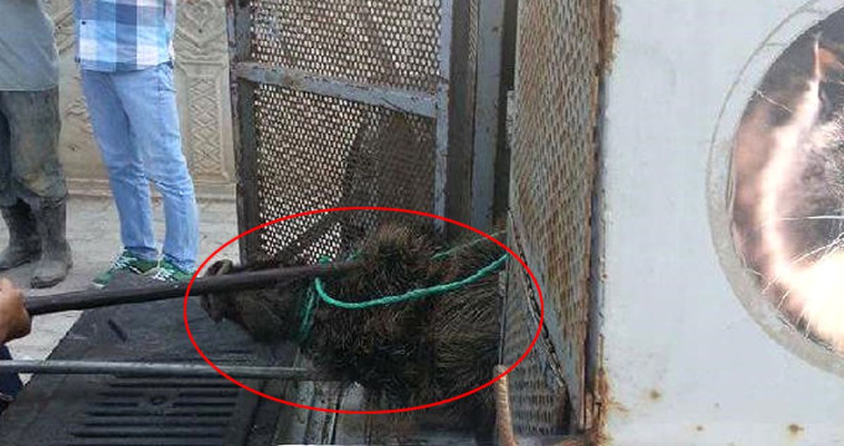 Yaban Domuzu, Hastanenin Acil Servisine Daldı