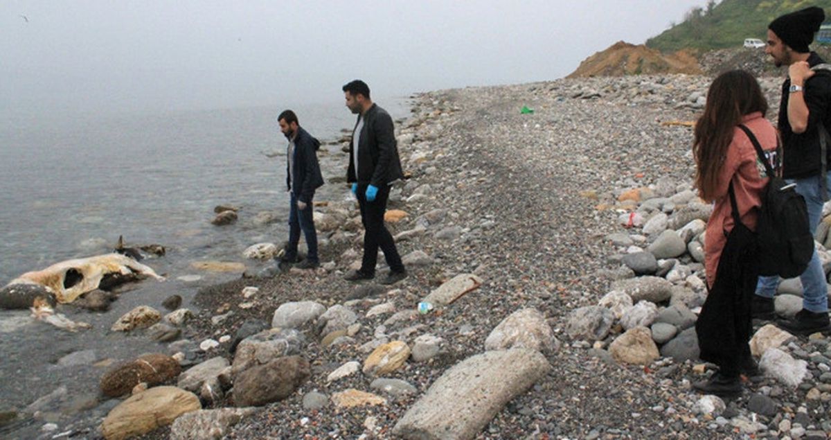 Zonguldak'ın Kozlu İlçesinde Sahile Ölü İnek Vurdu