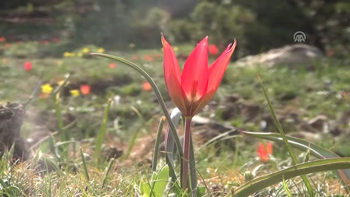 Manisa Lalesini Koparmanın Cezası 42 Bin Lira