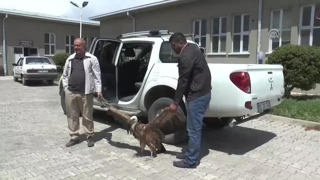 Akbaba Avcıların Hedefi Oldu Akbaba Avcıların Hedefi Oldu