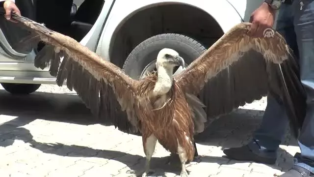Akbaba Avcıların Hedefi Oldu Akbaba Avcıların Hedefi Oldu