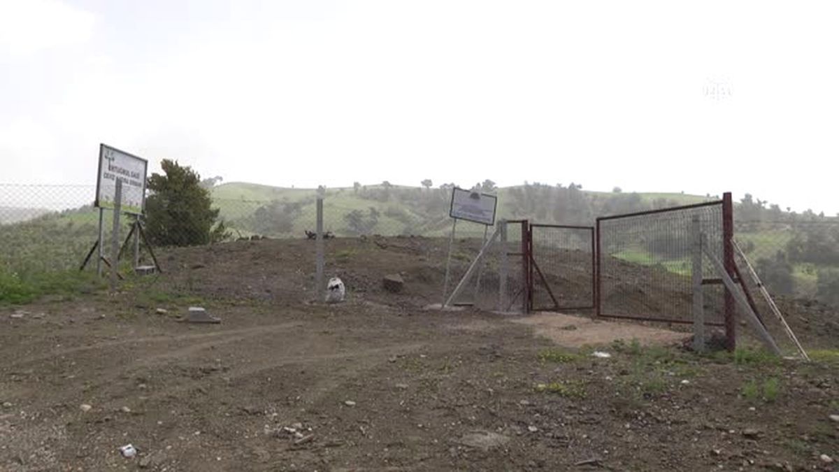 Annesinin Babasının Dalıydı, Şimdi Orman Oldu'