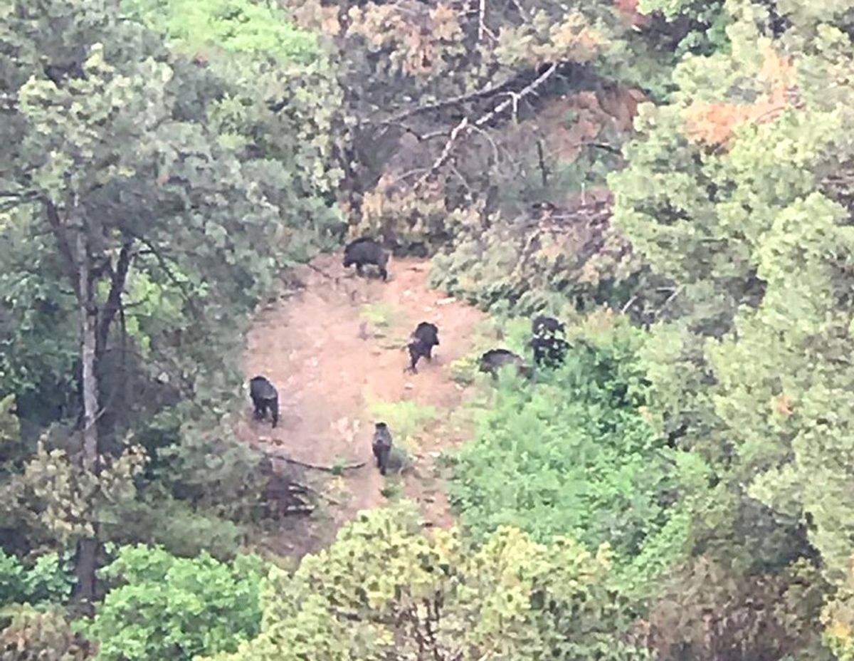 İstanbul'da Şaşırtan Görüntü! Lüks Siteyi Domuz Sürüsü Bastı