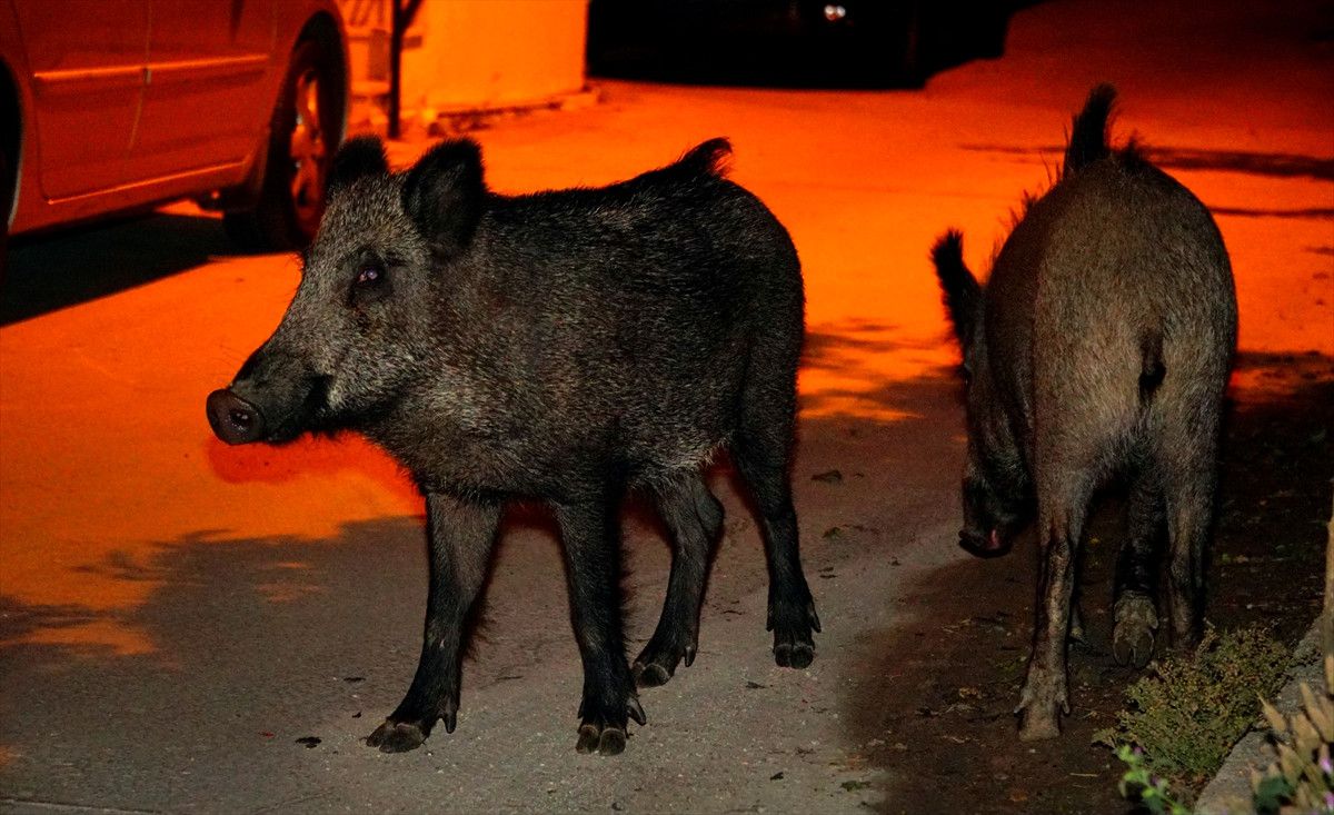 Bodrum'da Aç Kalan Domuzlar Şehre İndi