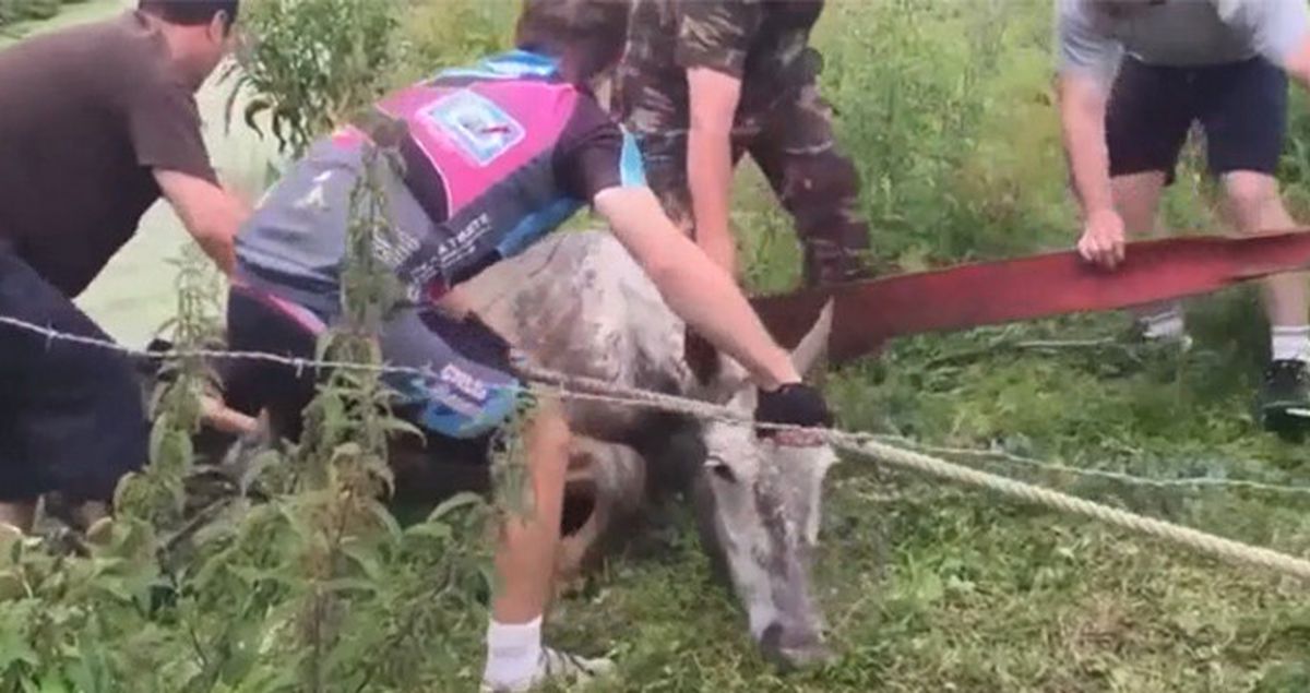 Ölmek Üzere Olan Atın İmdadına Bisikletçiler Yetişti