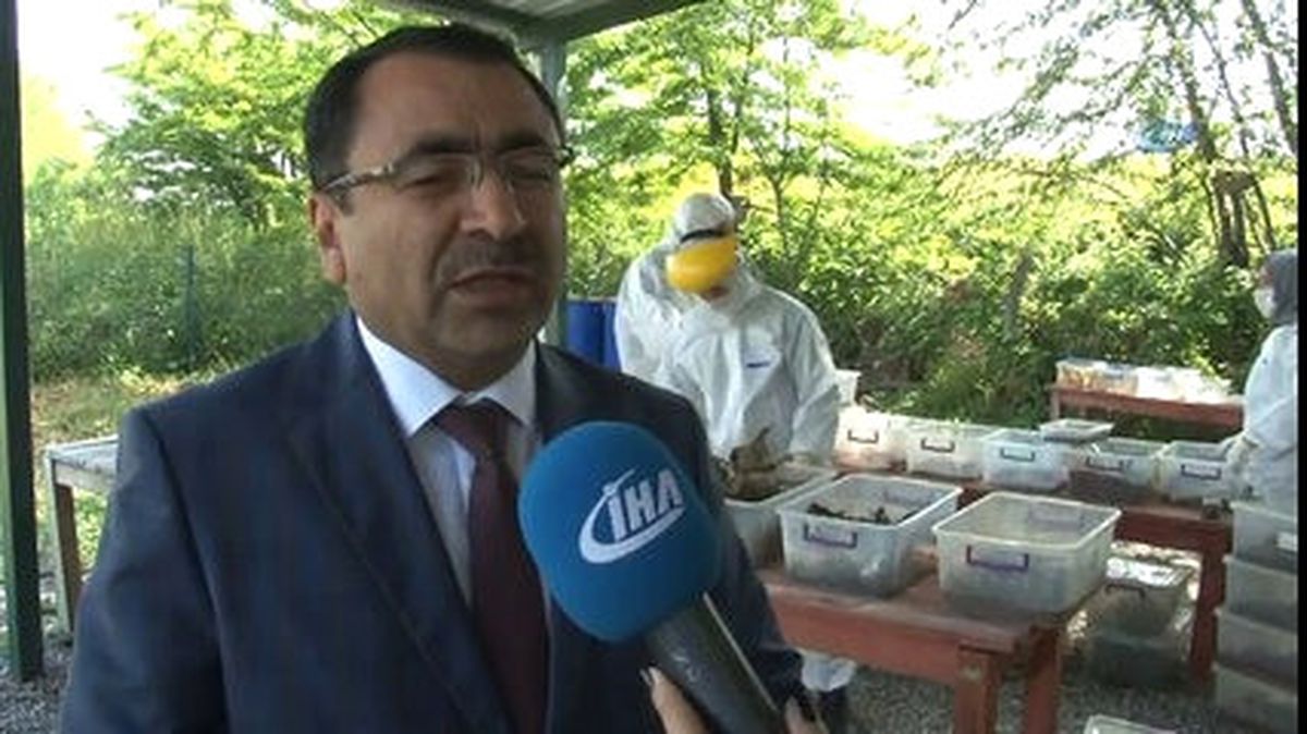 Terminatör Böcekler Ormanlarda