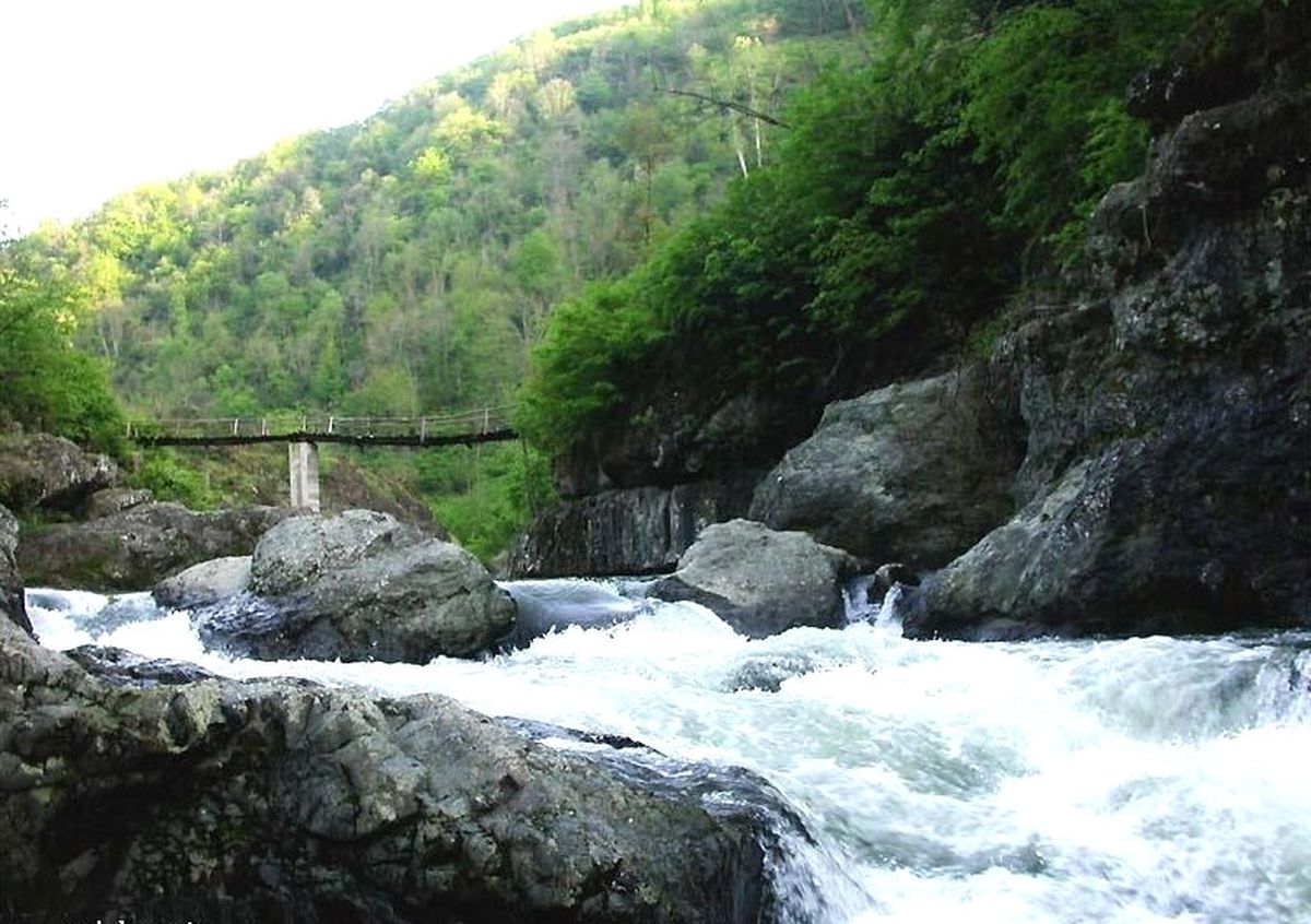 Ordu'nun Derelerinde 'Japon Sazanı' Tehlikesi