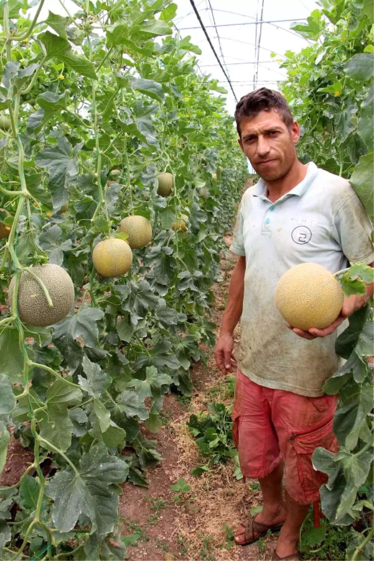 Kumluca Domates Üreticisi Kavuna Yöneldi Yeniden Haberler