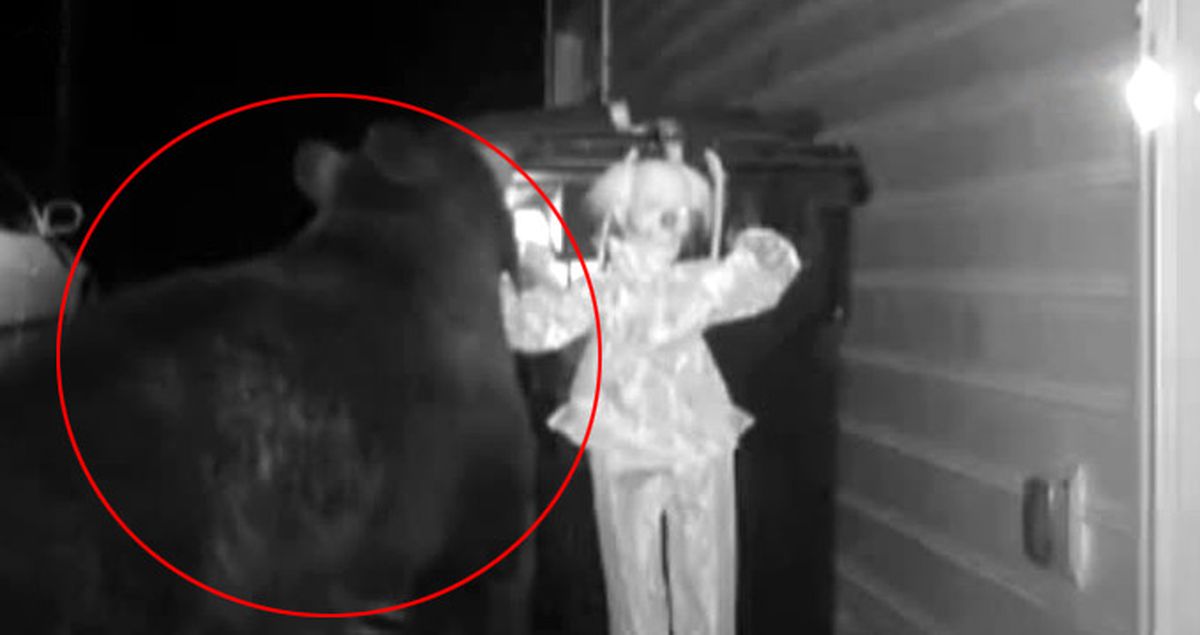 Çöplere Dadanan Ayıdan Oyuncak Palyaço ile Böyle Kurtuldu