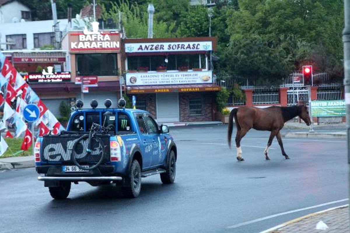 Şaşırtan Görüntü: Sarıyer'de Başıboş Atlar Caddeye İndi