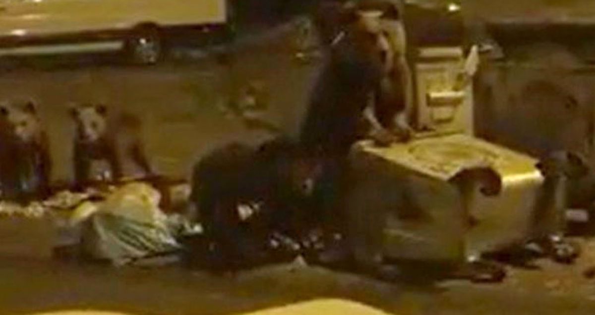 Uludağ'da Ayılar Ormandan Çıkıp Çöp Konteynerlerınde Yiyecek Aradı