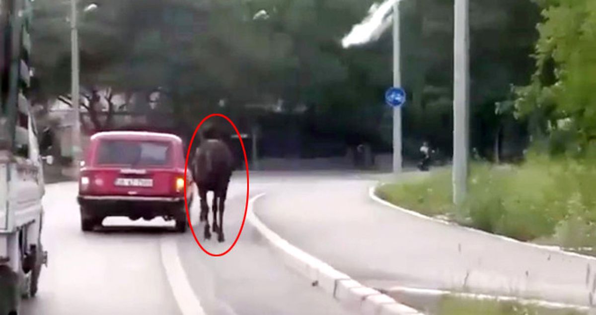 Atı otomobille Çeken Sürücüye Büyük Tepki