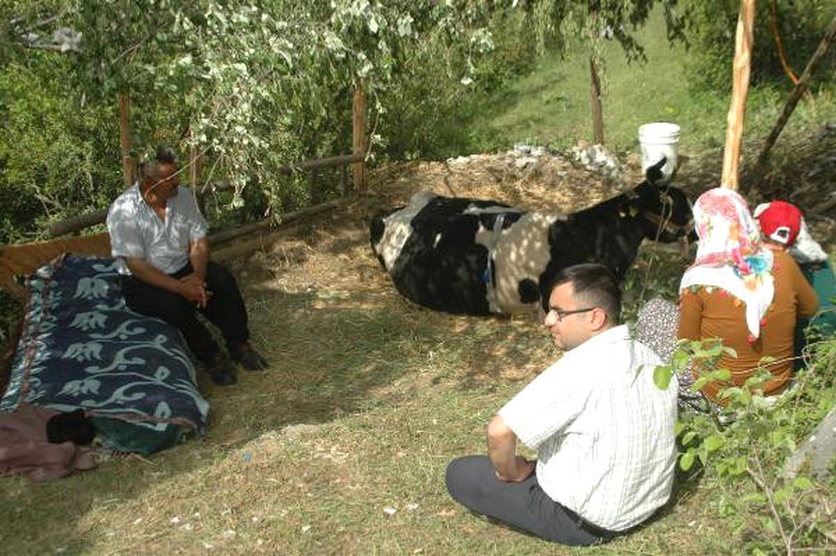 Uçuruma Yuvarlanan Gebe İneğini Çıkaramayınca Yanında Yatmaya Başladı